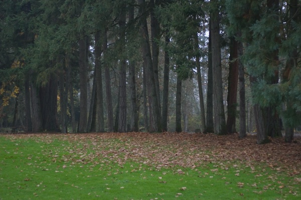 Avery Park Trees