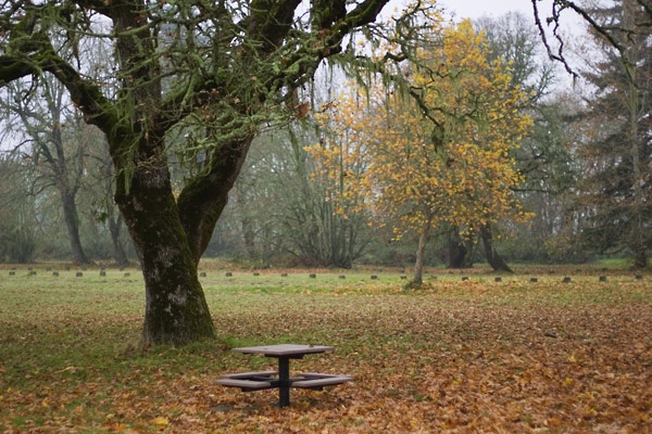 Bench and Trees