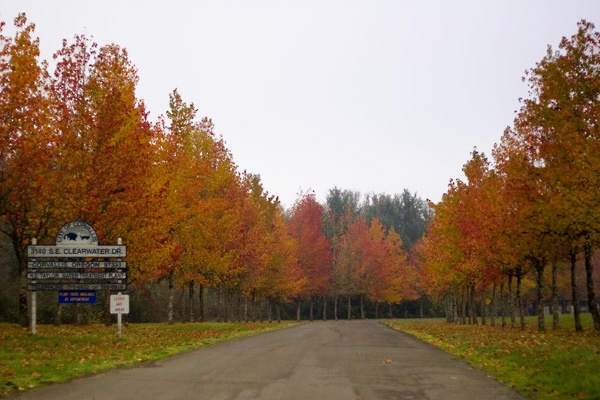 Clearwater Dr. Trees