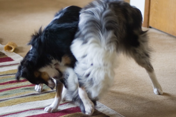 Dogs Wrestling