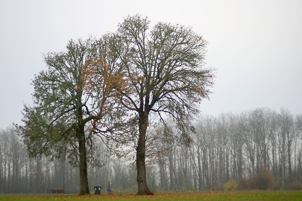 Willamette Park Trees