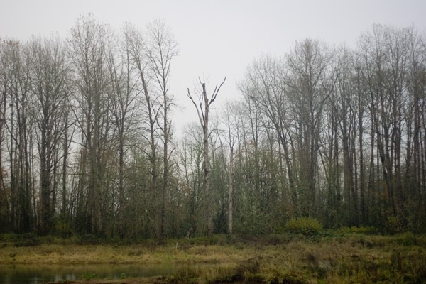 Willamette River Trees