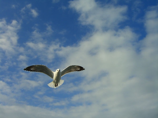 Seagull