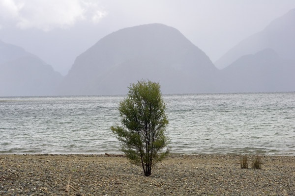 Shallow Bay tree