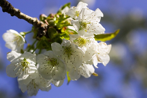 cherry blossoms