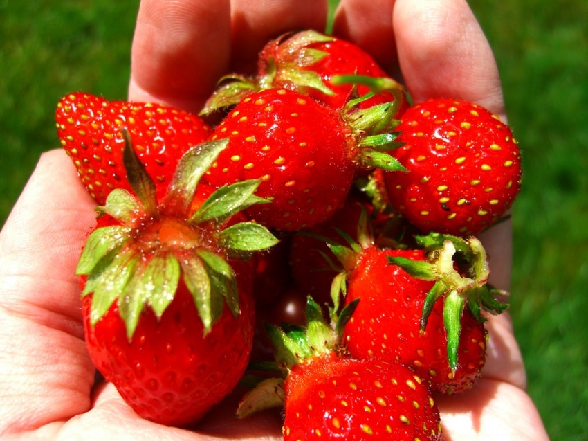 first harvest