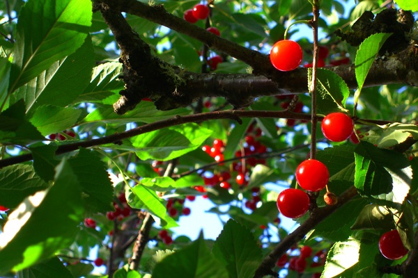 galaxy of cherries