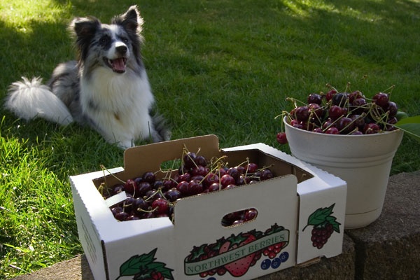 phoebe loves cherries