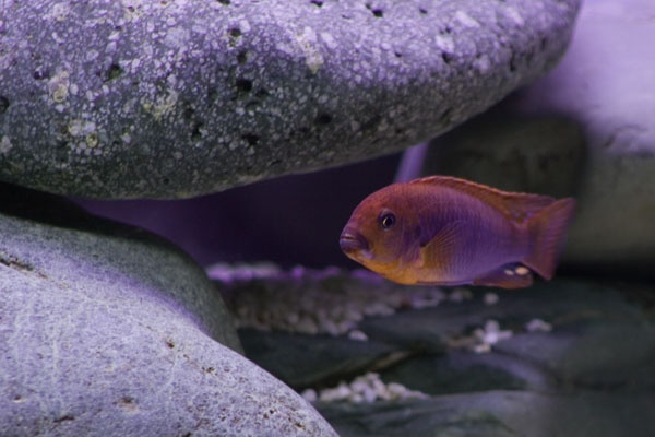 rusty cichlid