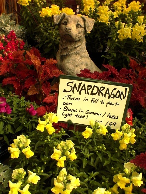 snapdragon sign