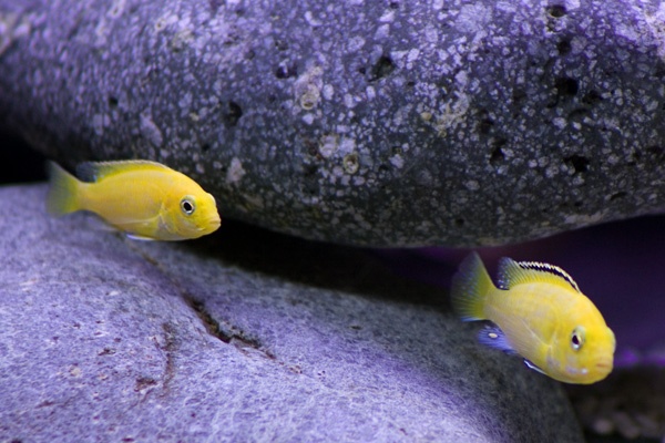 two yellow labs