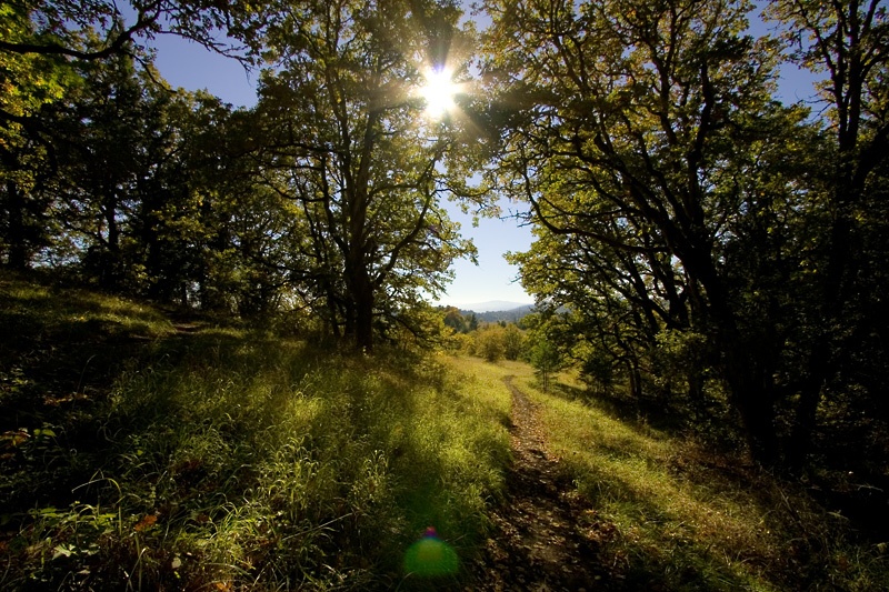 Chip Ross Path