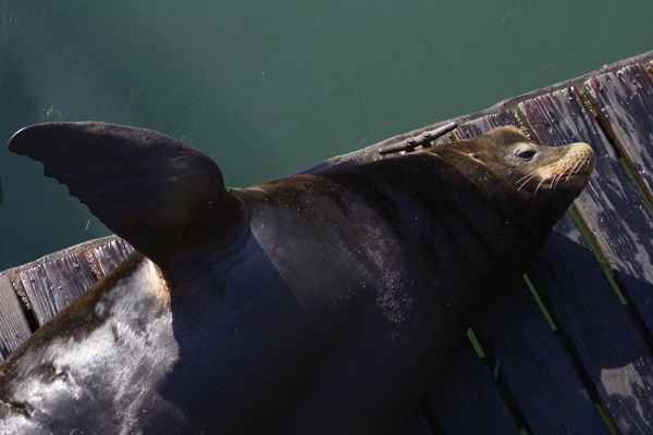 sea lion