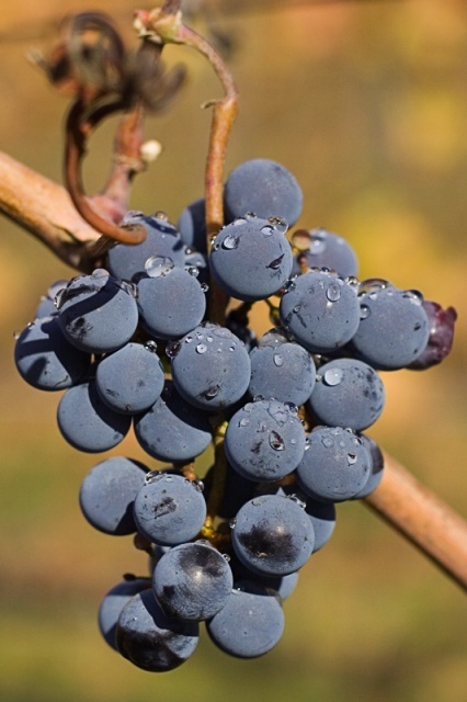 grapes on the vine