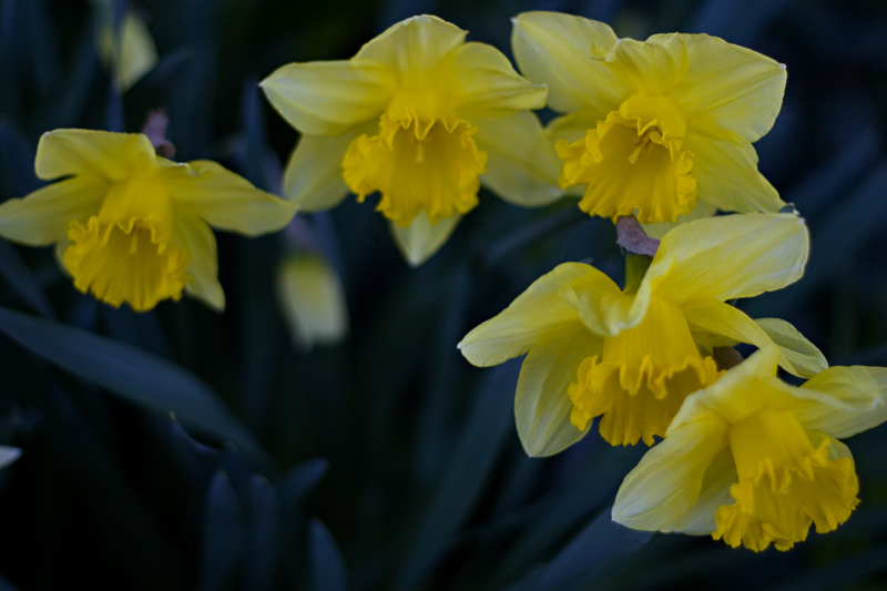 daffodils