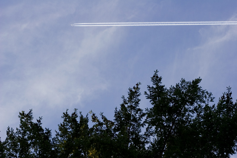 plane and tree