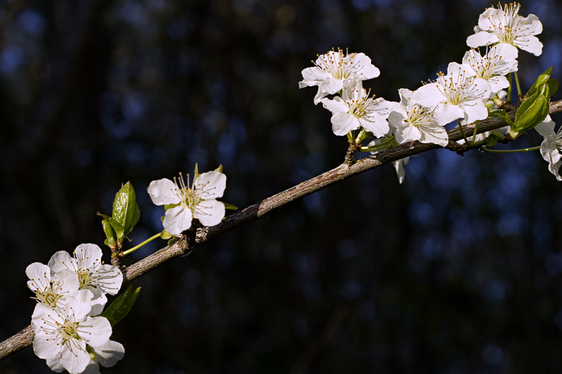 spring blooms