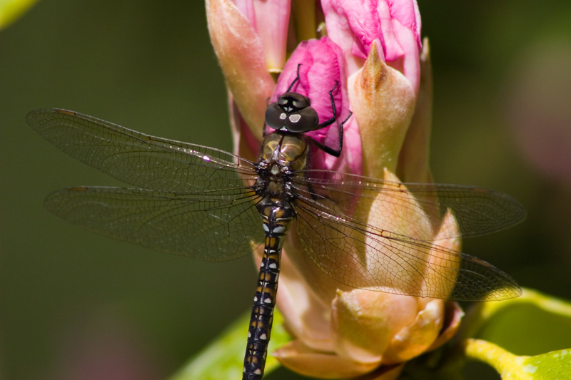 dragonfly