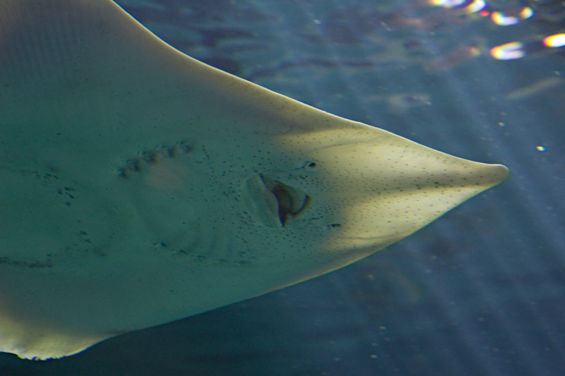 manta ray face