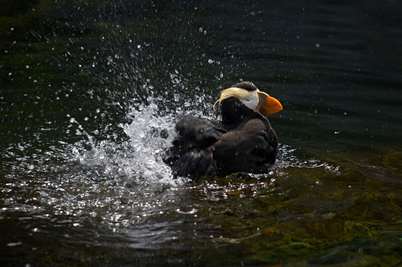 puffin splash