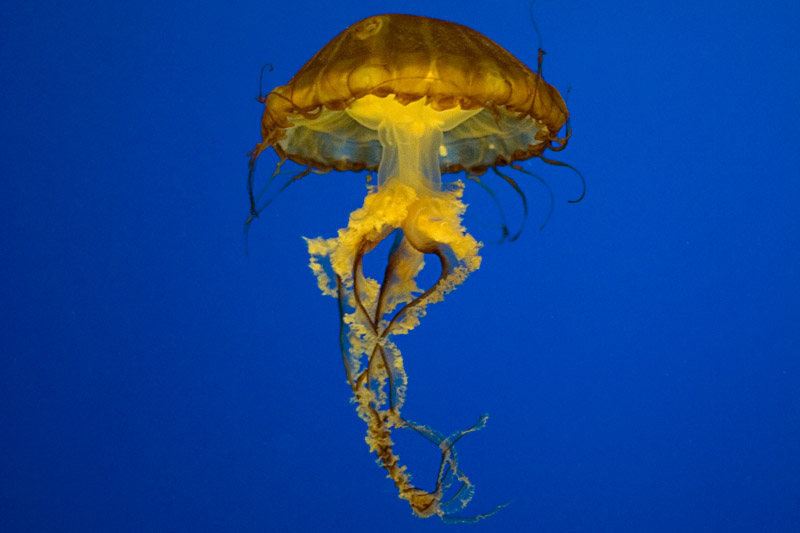 sea nettle