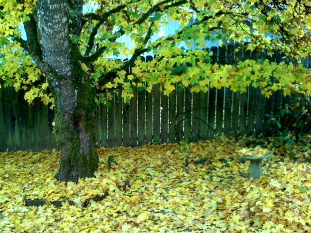 Leaves to pick up