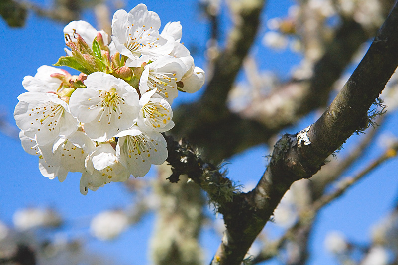 cherry blossoms