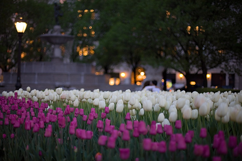 tulips