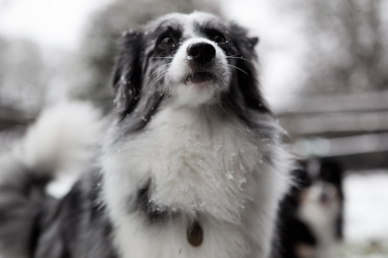 snow dog